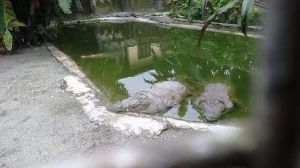 Amo Chuu Crocodile breeding center
